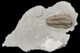 Prone Flexicalymene Trilobite - Mt Orab, Ohio #161708-1